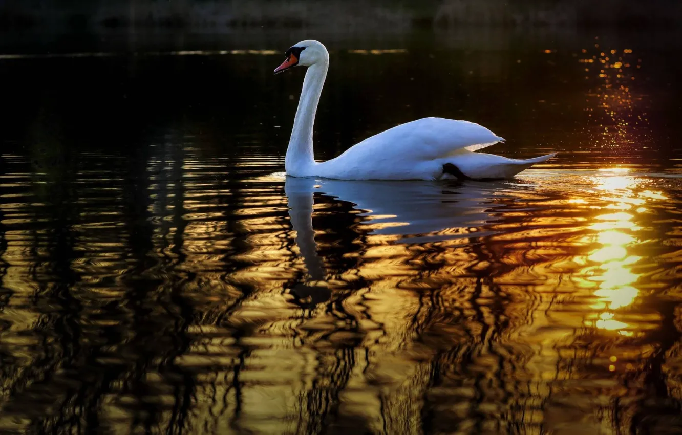 Фото обои swan, nature, bird, lake
