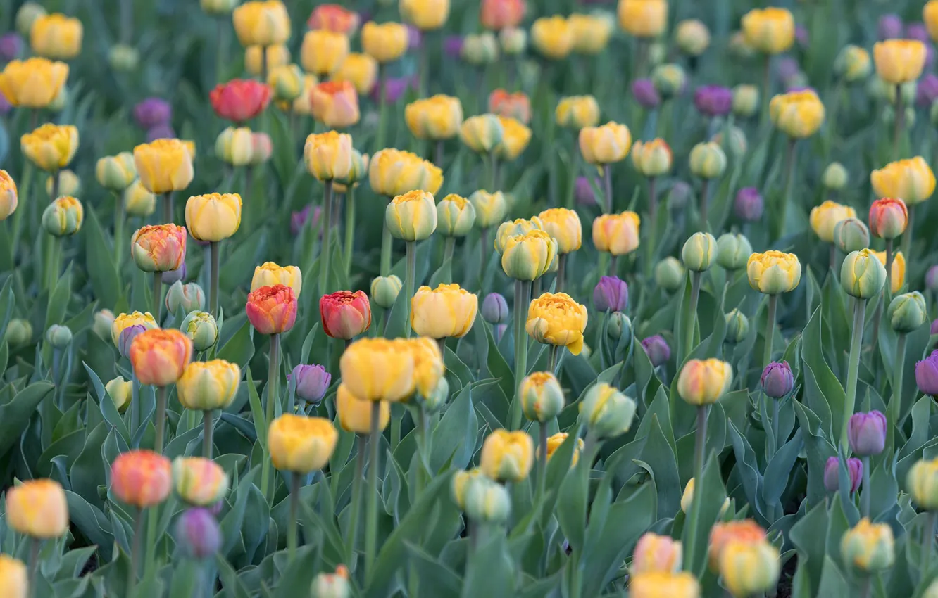 Фото обои поле, весна, луг, Канада, тюльпаны, Оттава