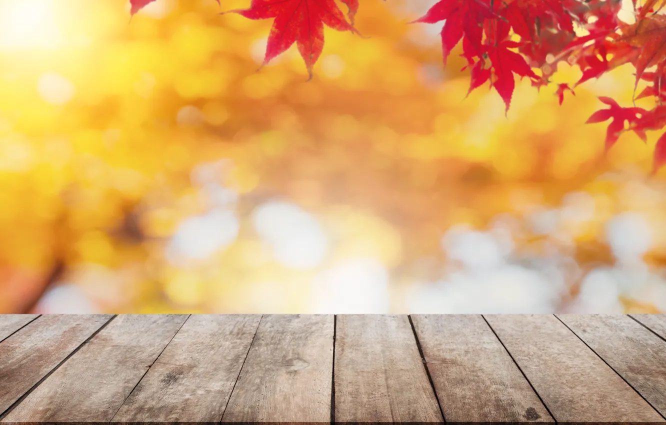 Фото обои осень, листья, дерево, клен, wood, autumn, leaves, maple