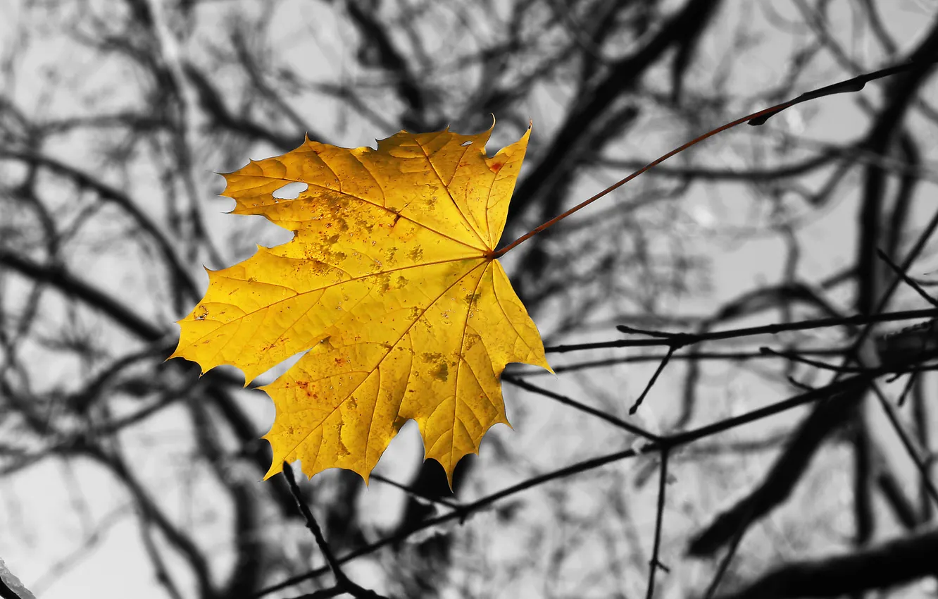 Фото обои осень, макро, ветки, лист, ласт
