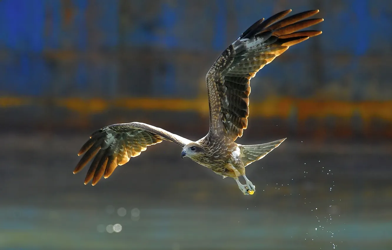 Фото обои вода, брызги, птица, крылья, клюв