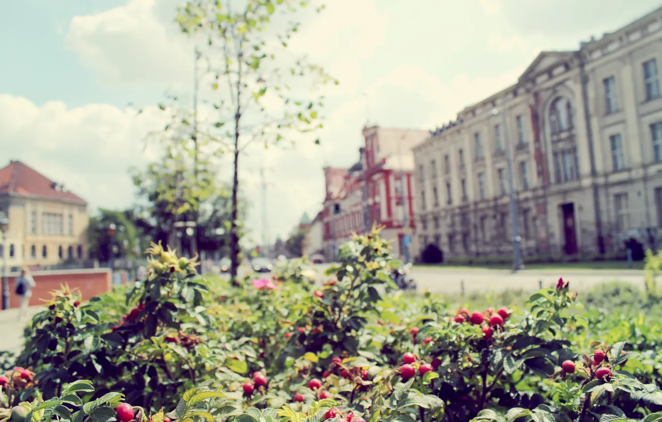 Фото обои лето, деревья, ягоды, улица, куст, здания