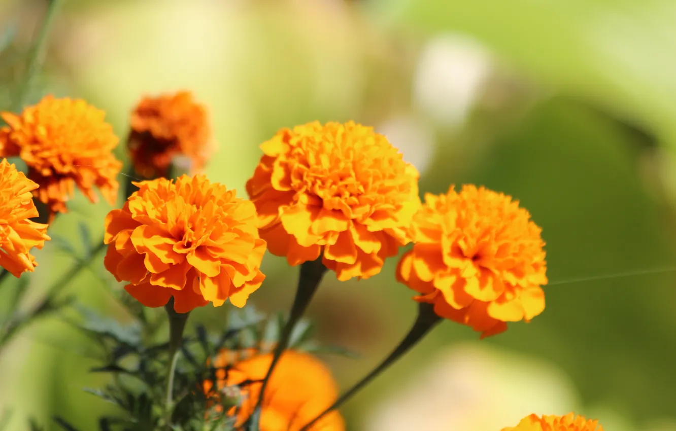 Фото обои цветы, природа, оранжевые, бархатцы