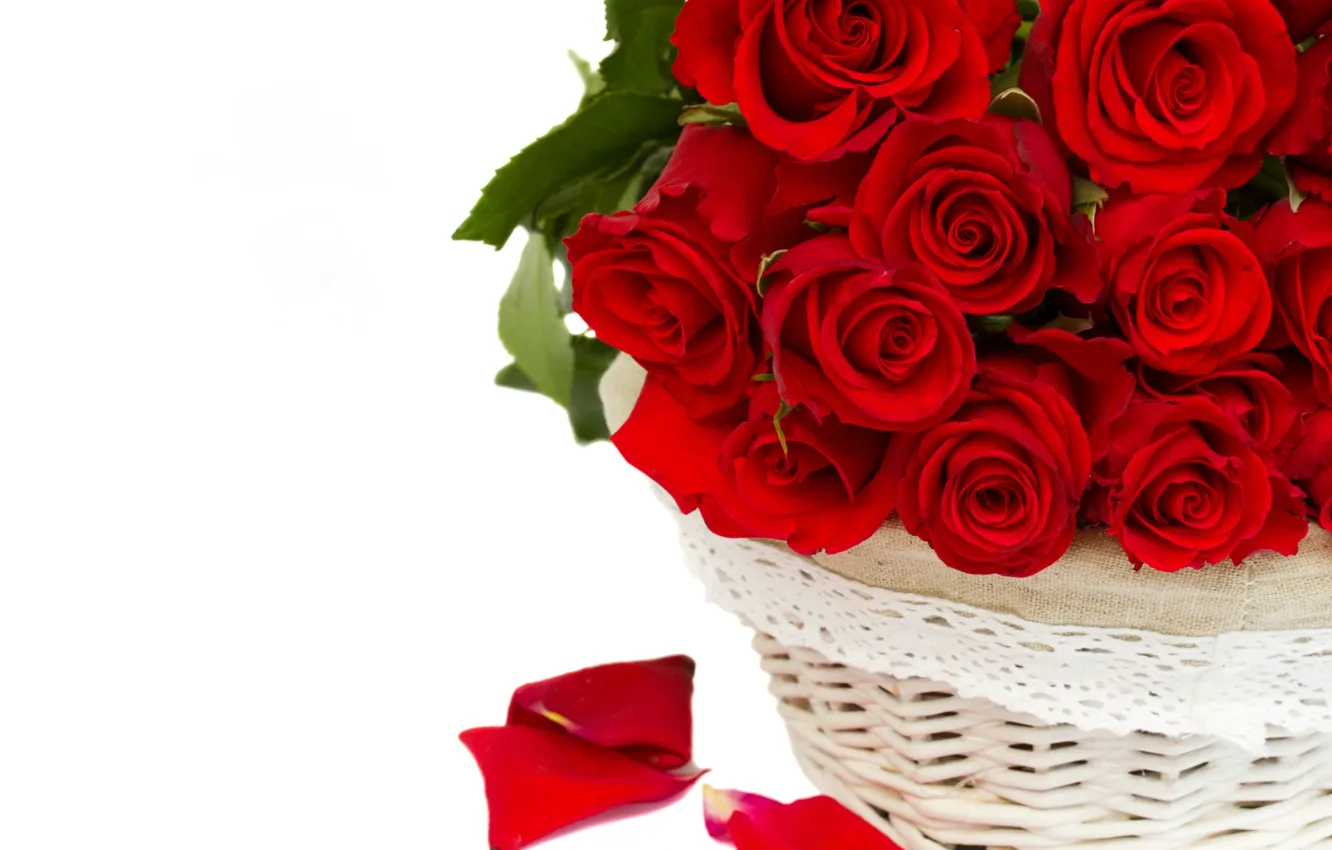 Фото обои цветы, розы, красные розы