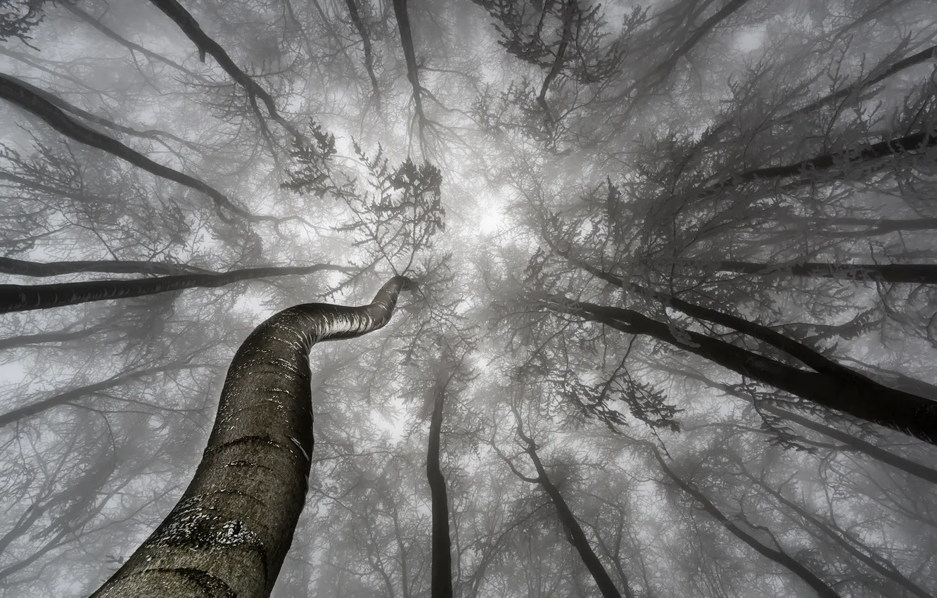Фото обои деревья, ветки, туман, trees, fog, branches, Tom Pavlasek