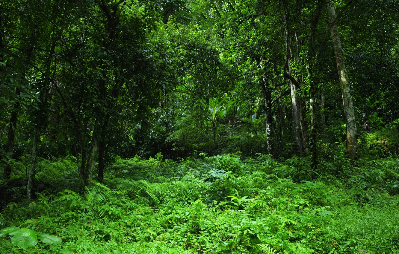 Фото обои зелень, лес, трава, деревья, тропики, джунгли, Jungle