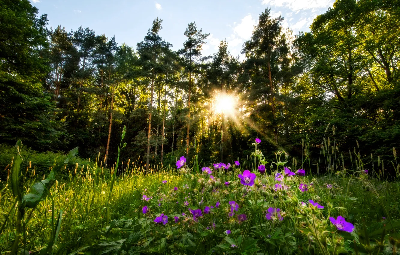 Фото обои лес, солнце, цветы, вечер