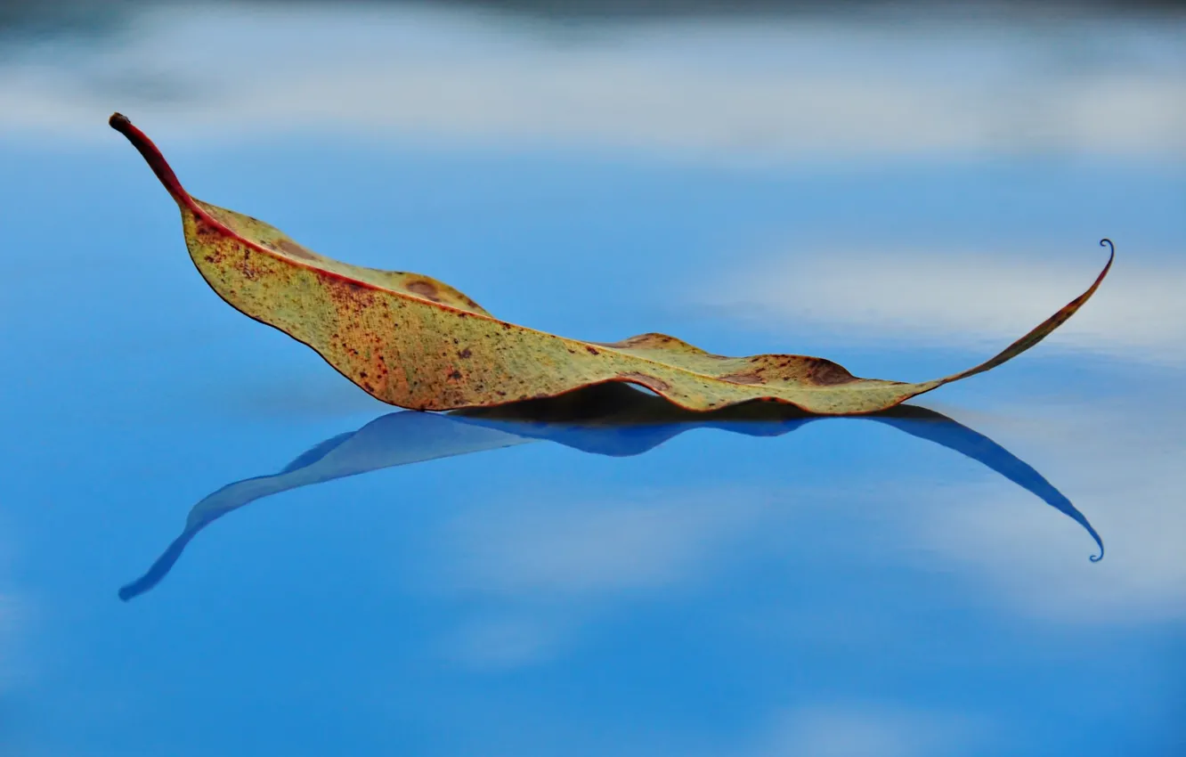 Фото обои осень, лист, отражение