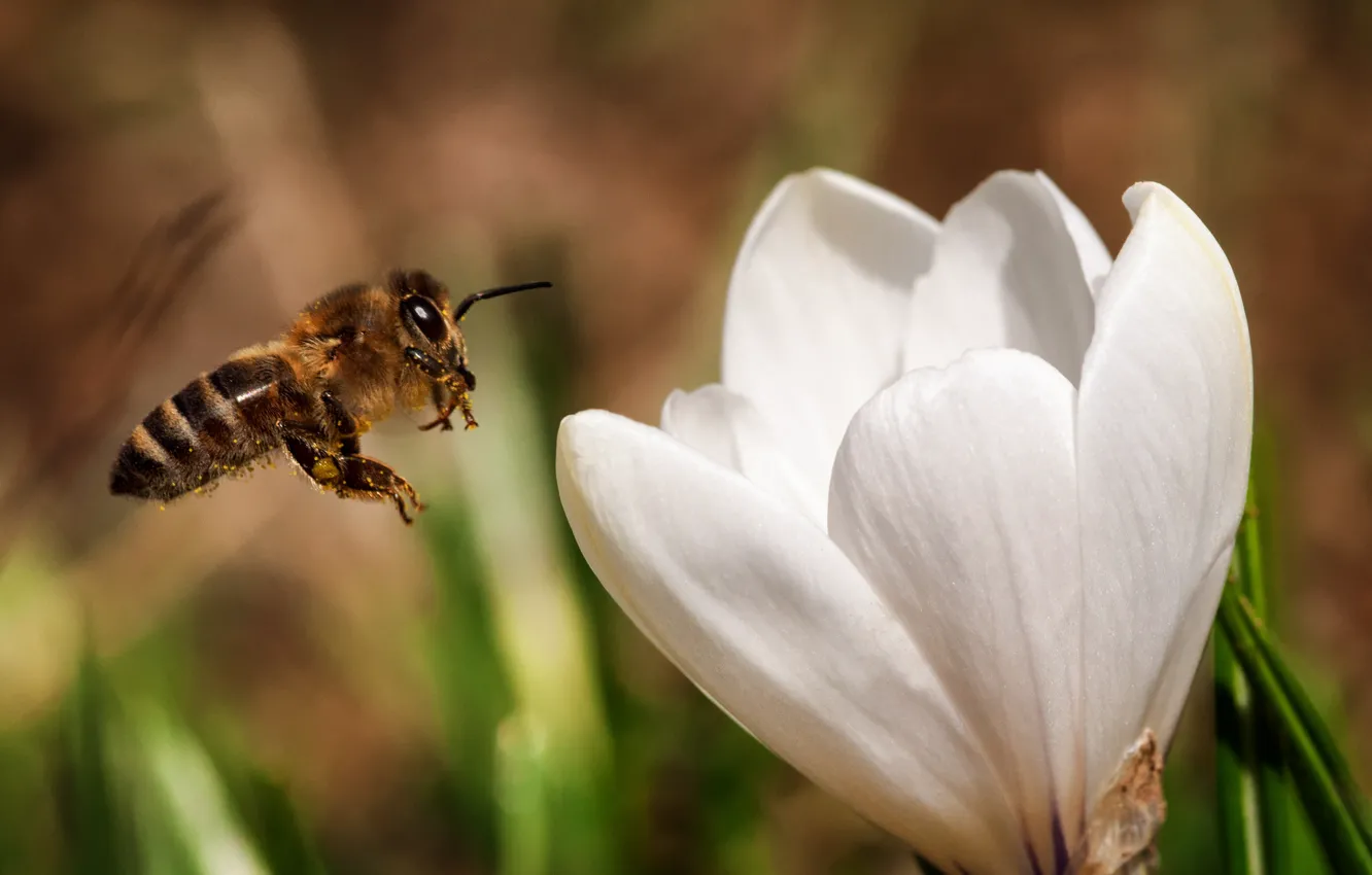 Фото обои белый, цветок, природа, нектар, пчела, насекомое