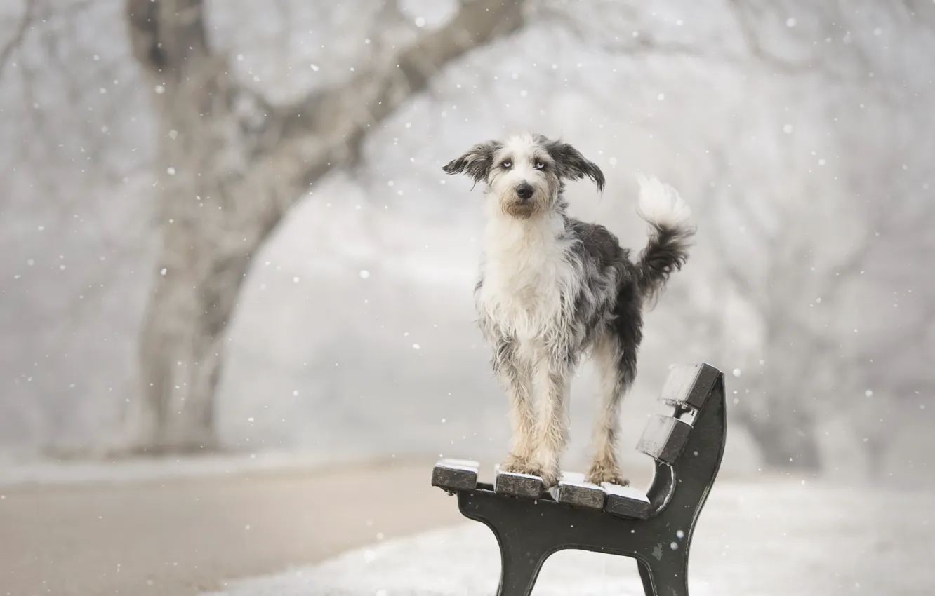 Фото обои зима, друг, собака, скамья