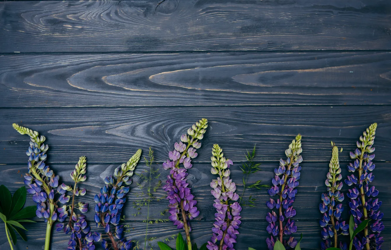Фото обои цветы, фон, wood, flowers, purple, люпины, lupine