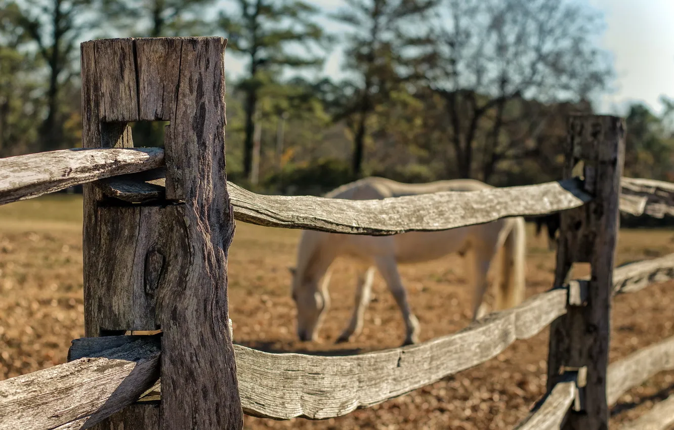 Фото обои макро, конь, забор