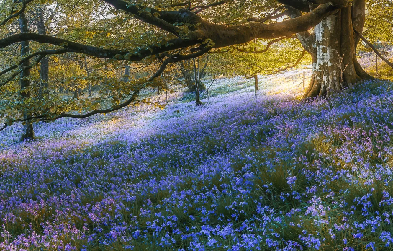 Фото обои лес, деревья, цветы, Шотландия, колокольчики, Scotland, Bluebell Wood, Gartmore