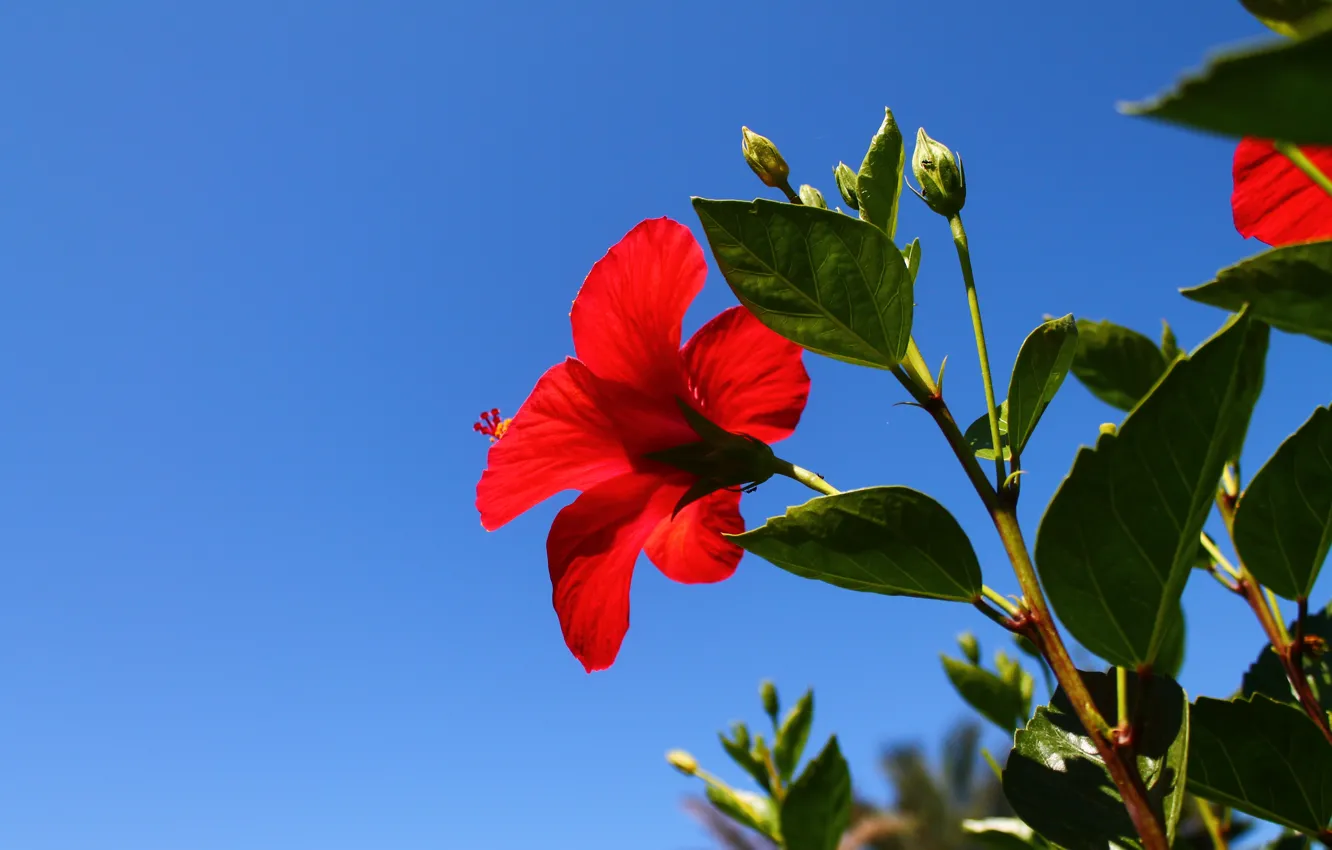 Фото обои цветок, небо, красное, синее