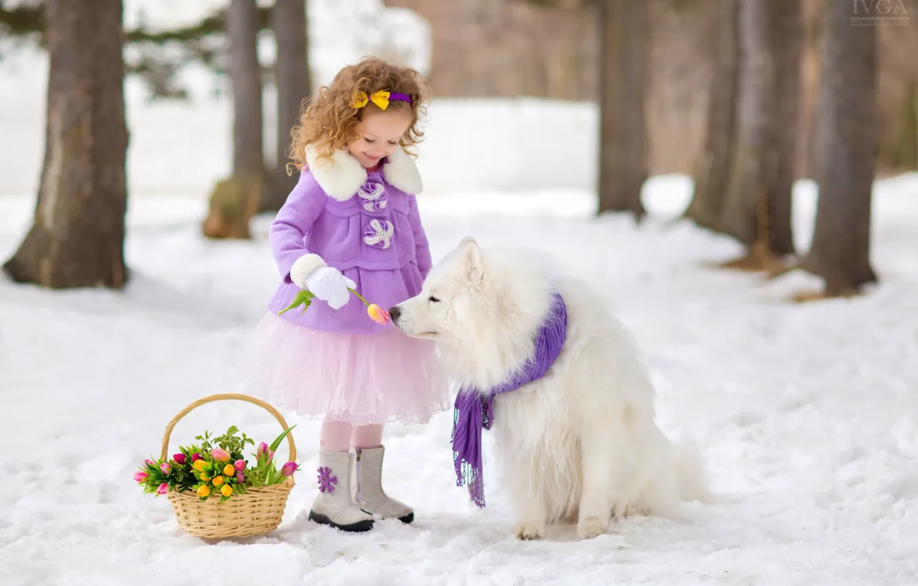 Фото обои снег, корзина, собака, девочка, тюльпаны, самоед