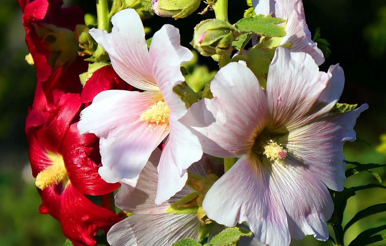 Фото обои flower, garden, blooming