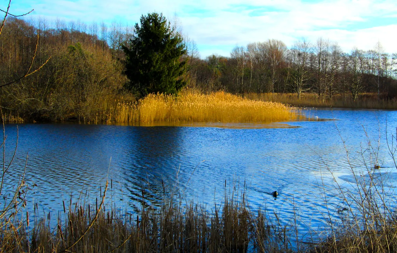 Фото обои forest, water, park, lake, tree