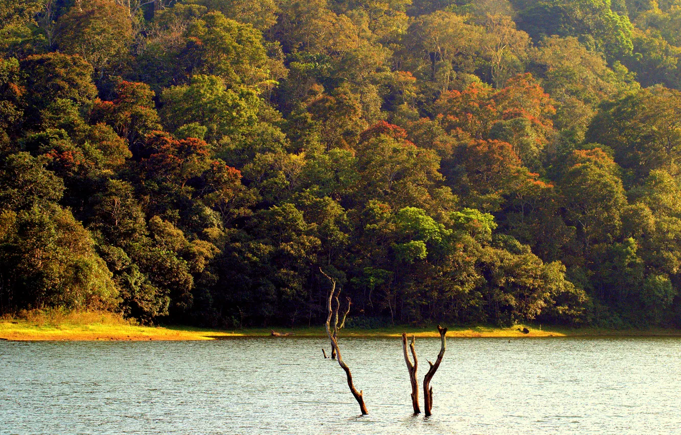 Фото обои осень, лес, деревья, река, Природа, forest, river, trees