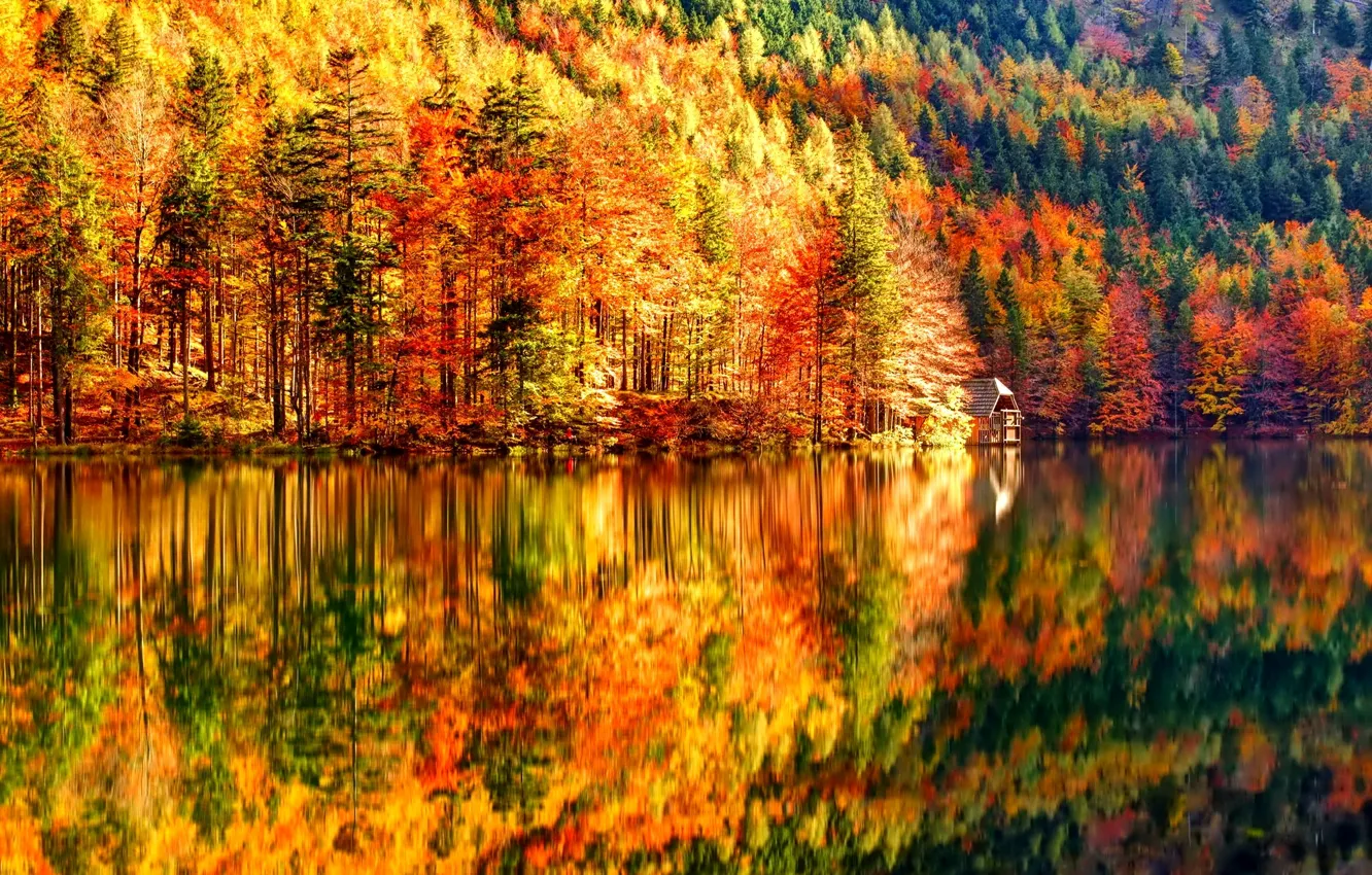 Фото обои осень, лес, деревья, озеро, склон, домик