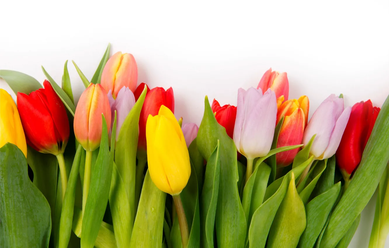 Фото обои colorful, тюльпаны, flowers, tulips