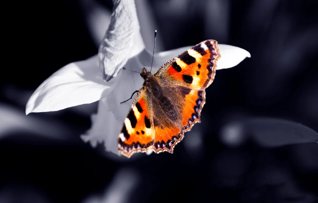 Фото обои макро, бабочка, касиво