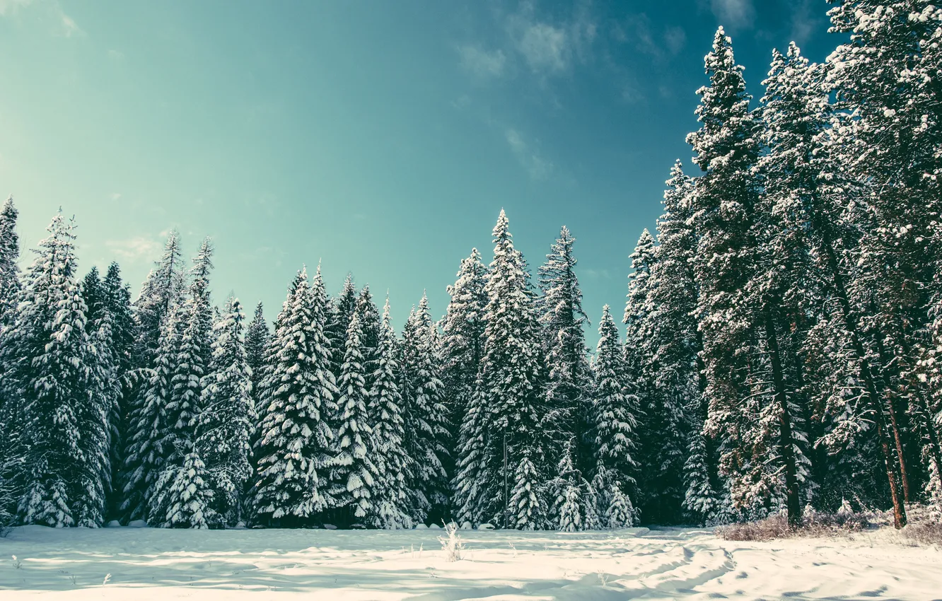 Фото обои зима, деревья, елки
