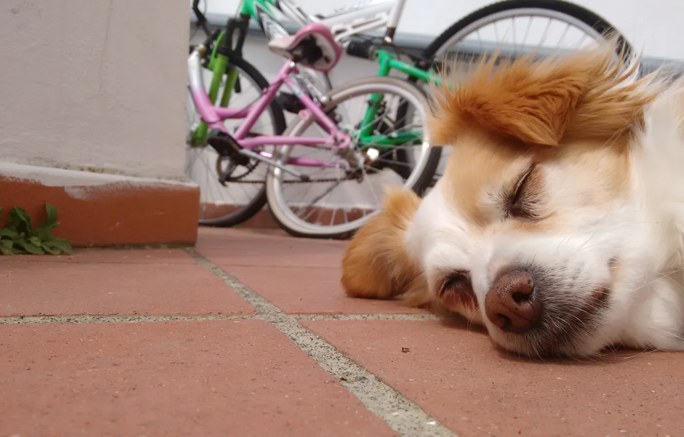 Фото обои Dog, bike, animal, floor, cute, sleeping, bicycles, ground