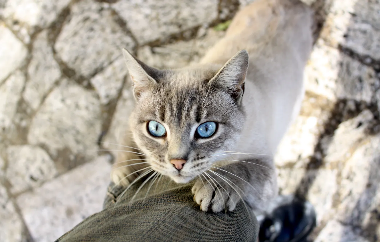 Фото обои кошка, усы, животное, лапки, тень, голубые глаза, сиамская