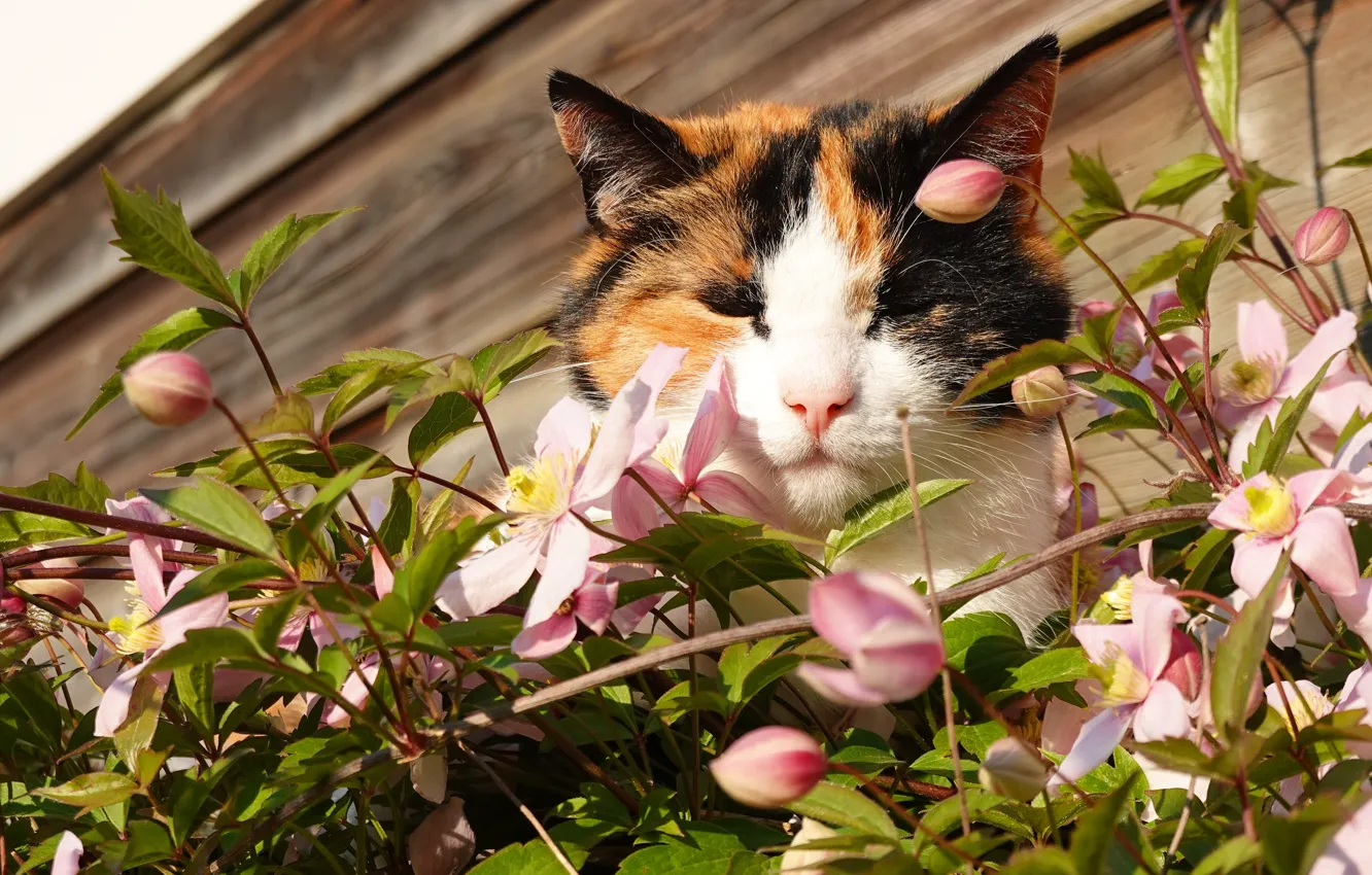 Фото обои кошка, морда, цветы