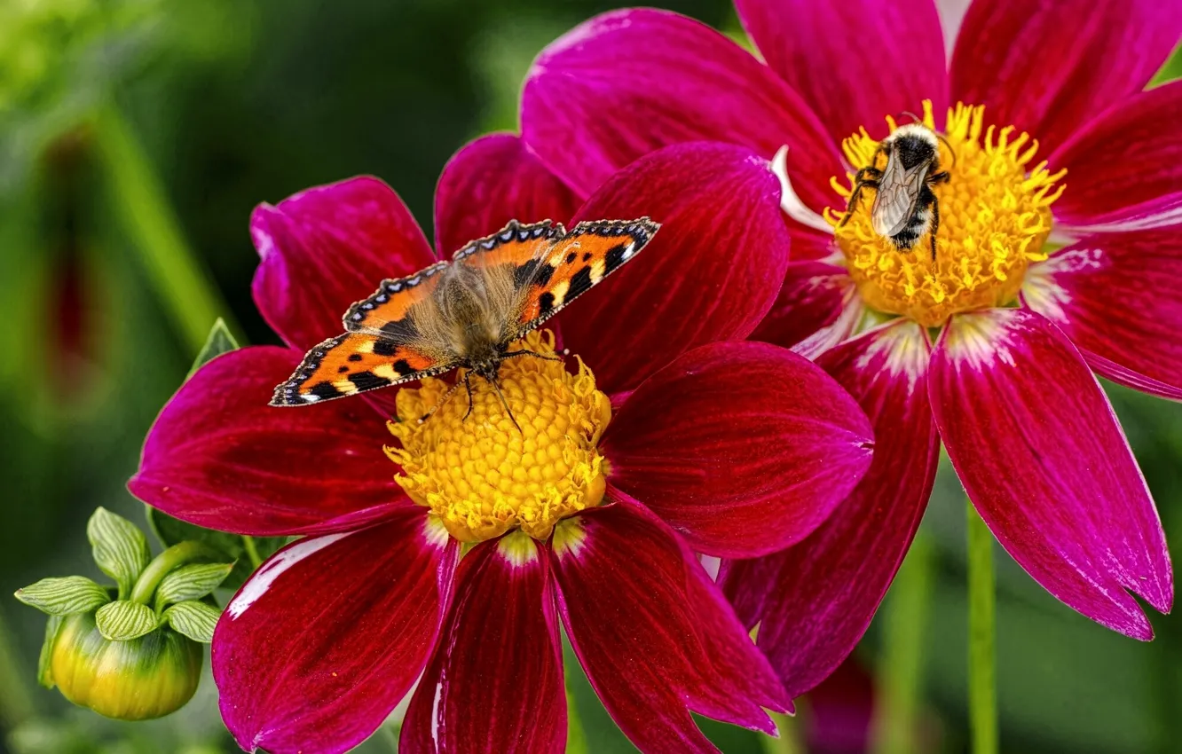 Фото обои макро, цветы, насекомые, бабочка, шмель, георгины, крапивница