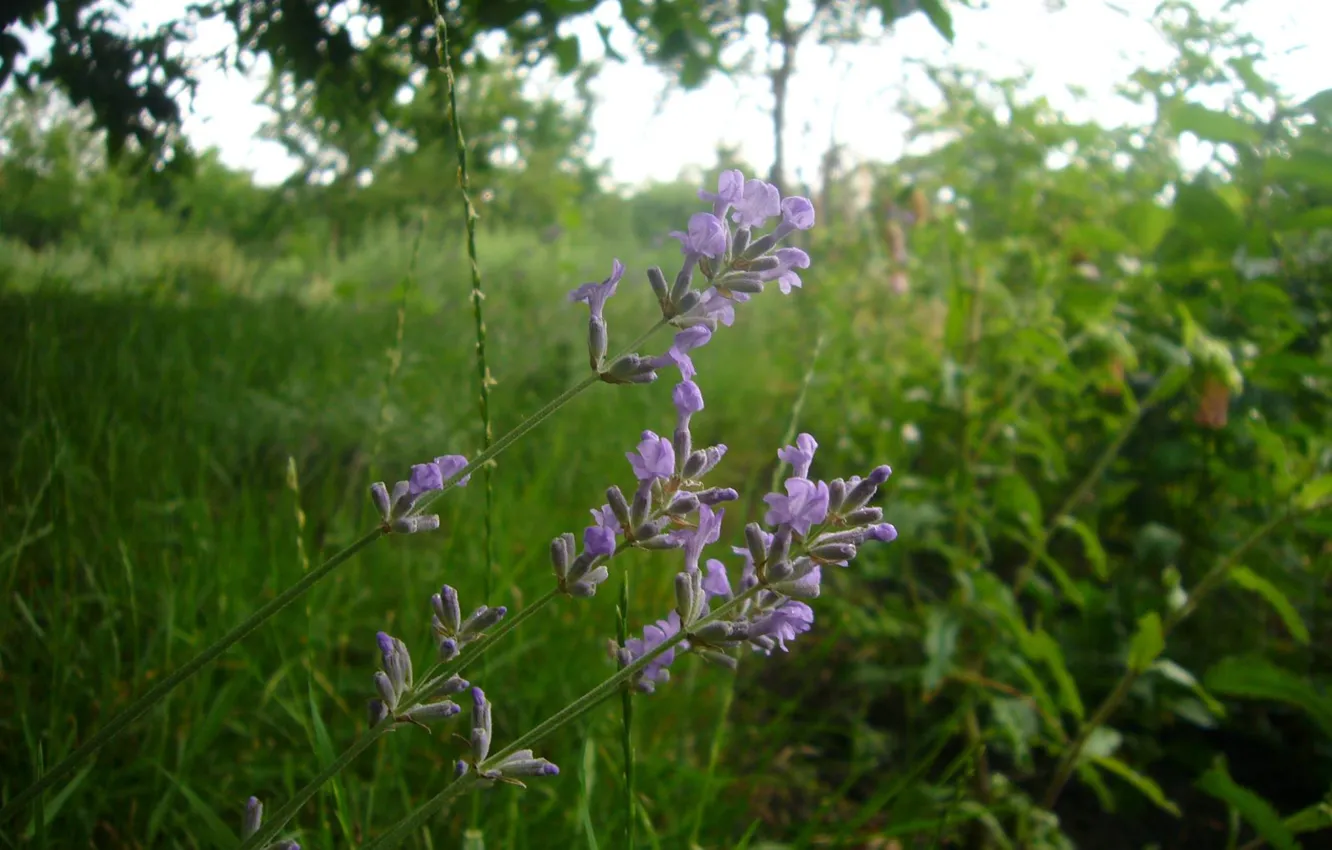 Фото обои лето, трава, лаванда