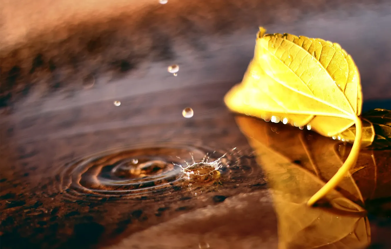 Фото обои осень, капли, макро, лист, лужа