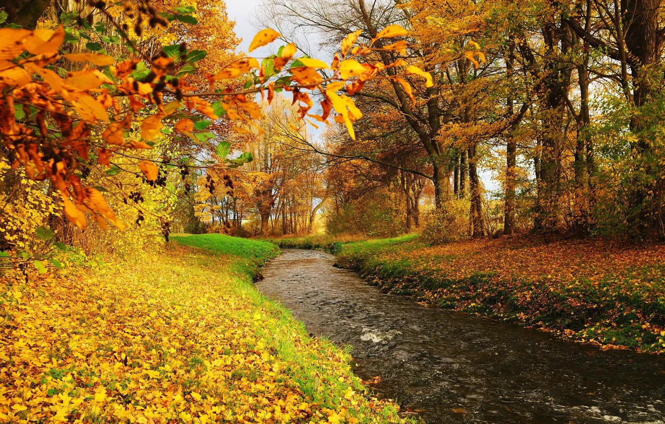 Фото обои деревья, река, листва, поток, Осень