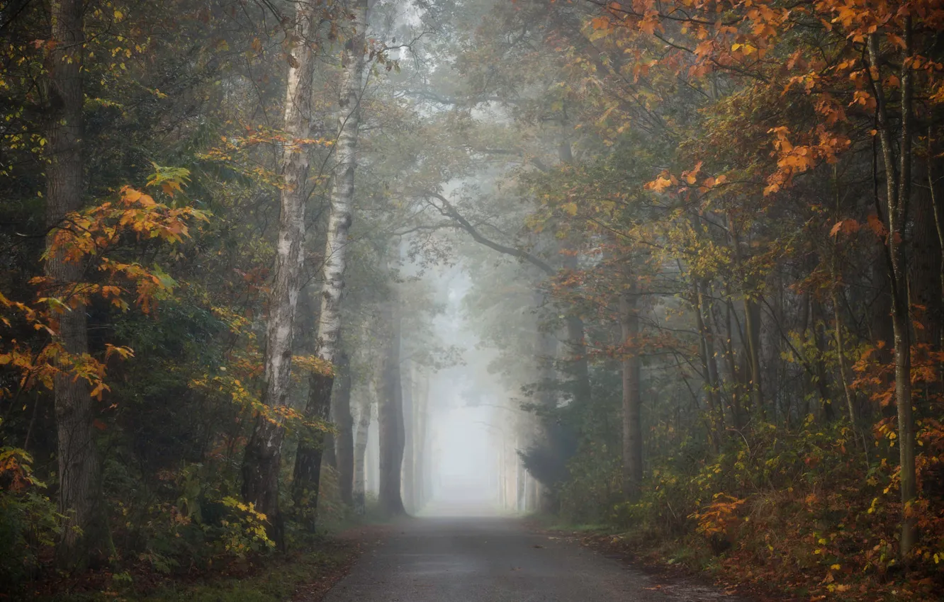 Фото обои дорога, осень, лес, ветки, туман, парк, листва, утро