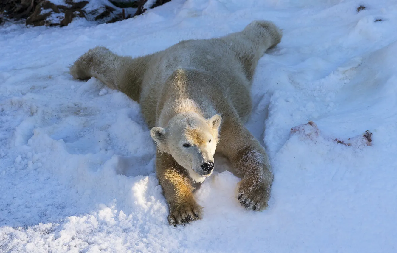 Фото обои зима, белый, снег, медведь, bear, winter, северный, polar
