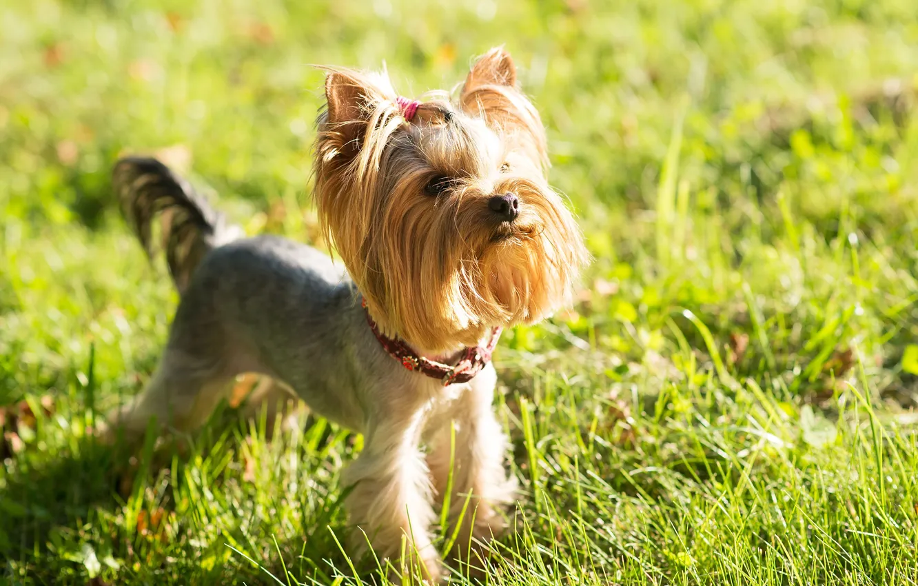 Фото обои summer, york, yorkie, terrier, yorkshire