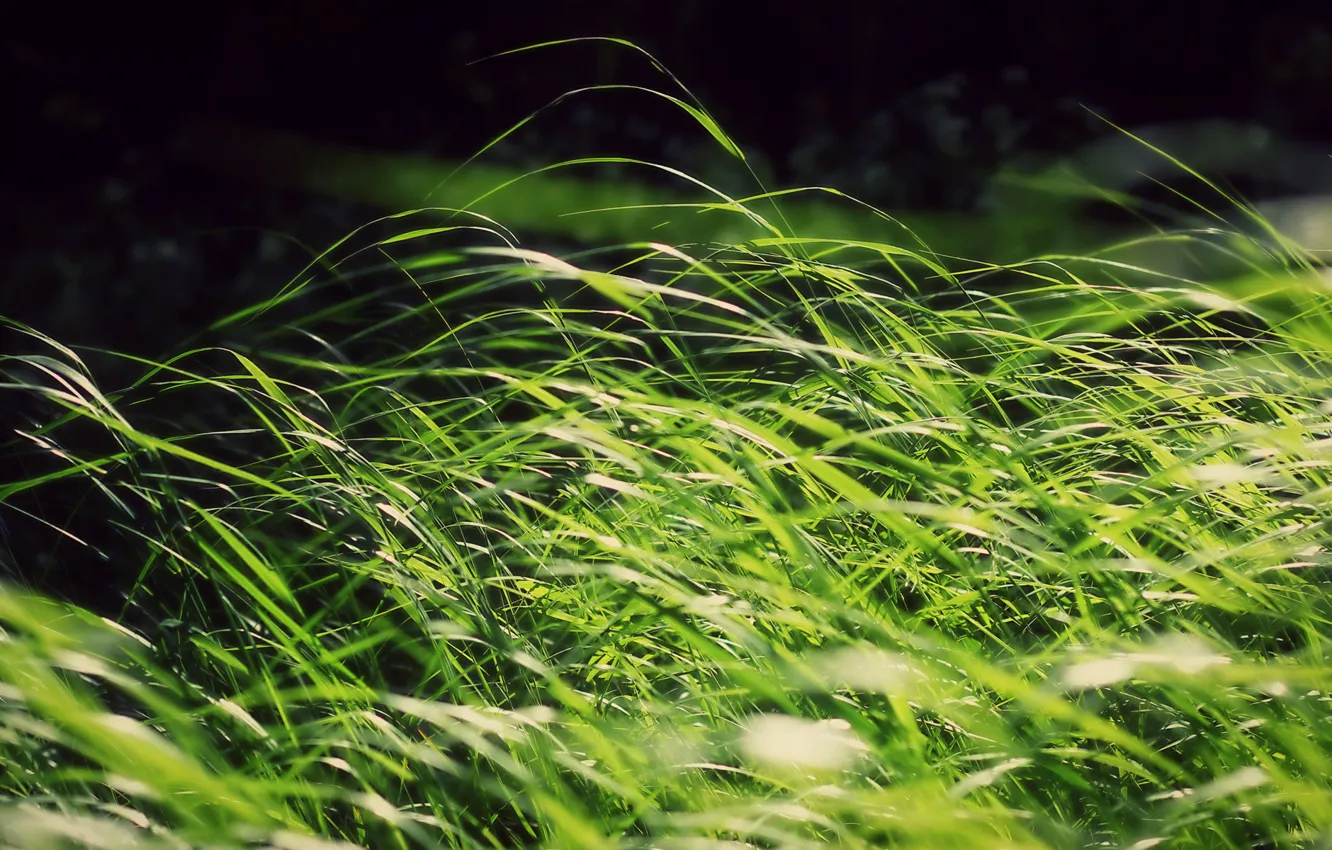 Фото обои зелень, трава, солнце, ветер