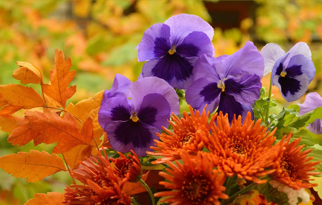 Фото обои Цветочки, Анютины глазки, Фиалка трёхцветная, Viola tricolor, Purple Flowers, Pansies