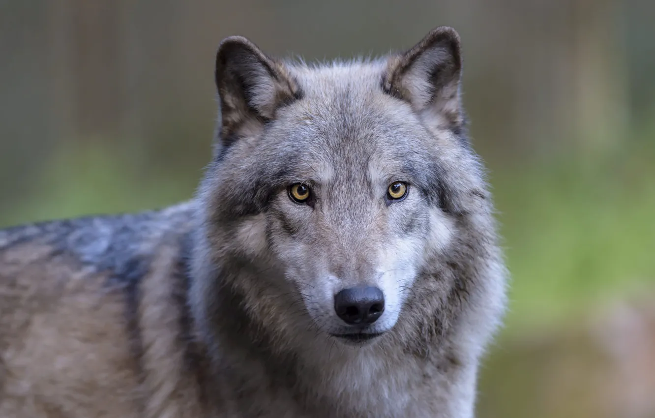 Фото обои взгляд, морда, серый, волк, портрет