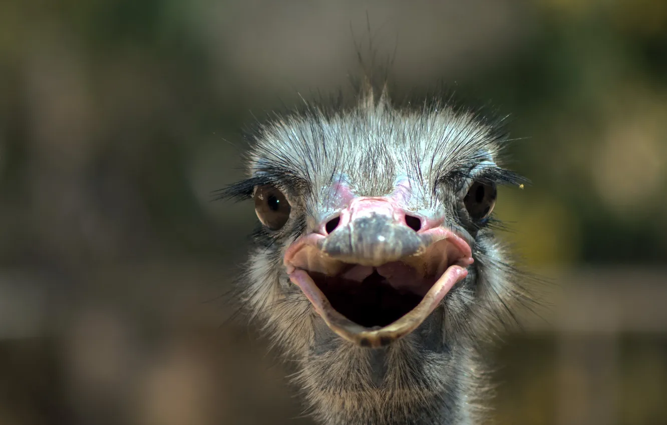 Фото обои bird, smile, macro, animal, eye, portrait, ostrich