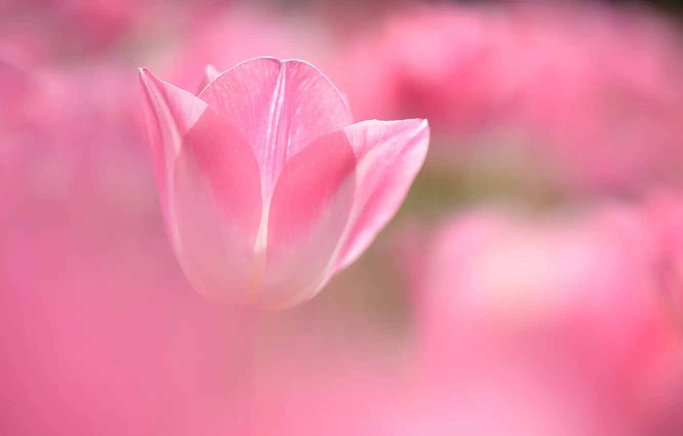 Фото обои цветок, розовый, тюльпан, размытость