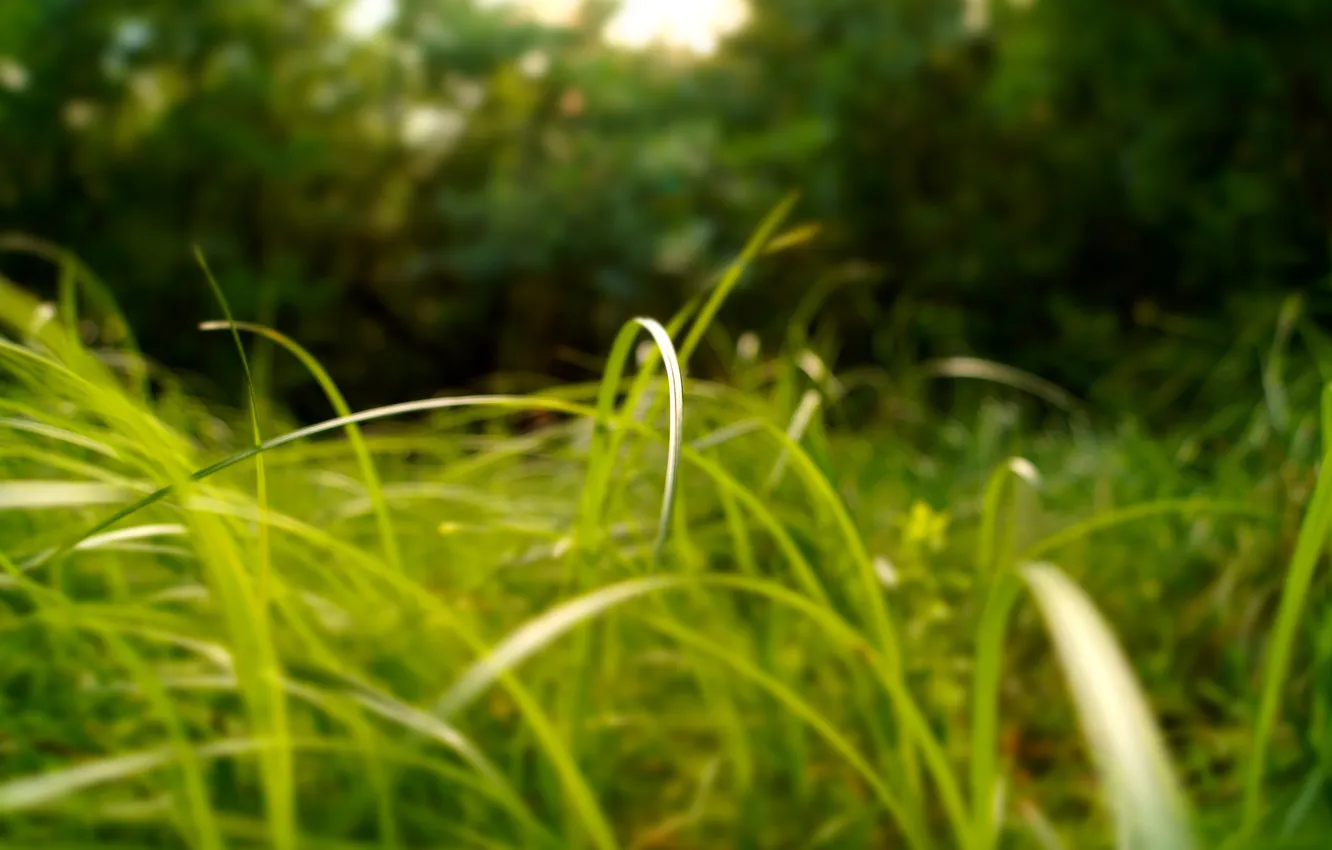 Фото обои трава, солнце, макро, природа