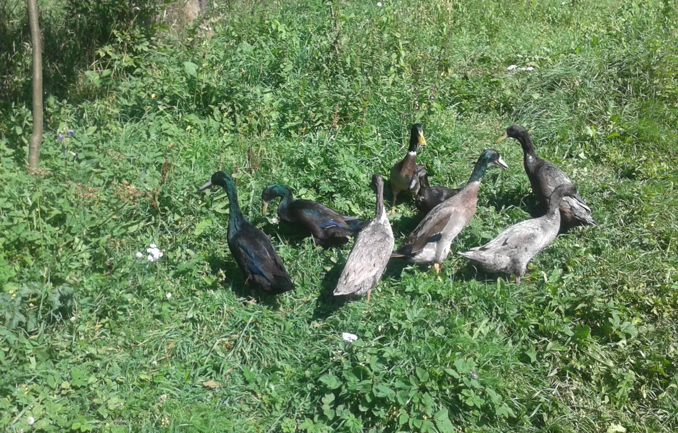 Фото обои green, garden, animal, duck, ducks, runner, poultry, utka