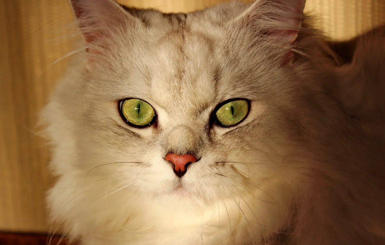 Фото обои глаза, кот, британец