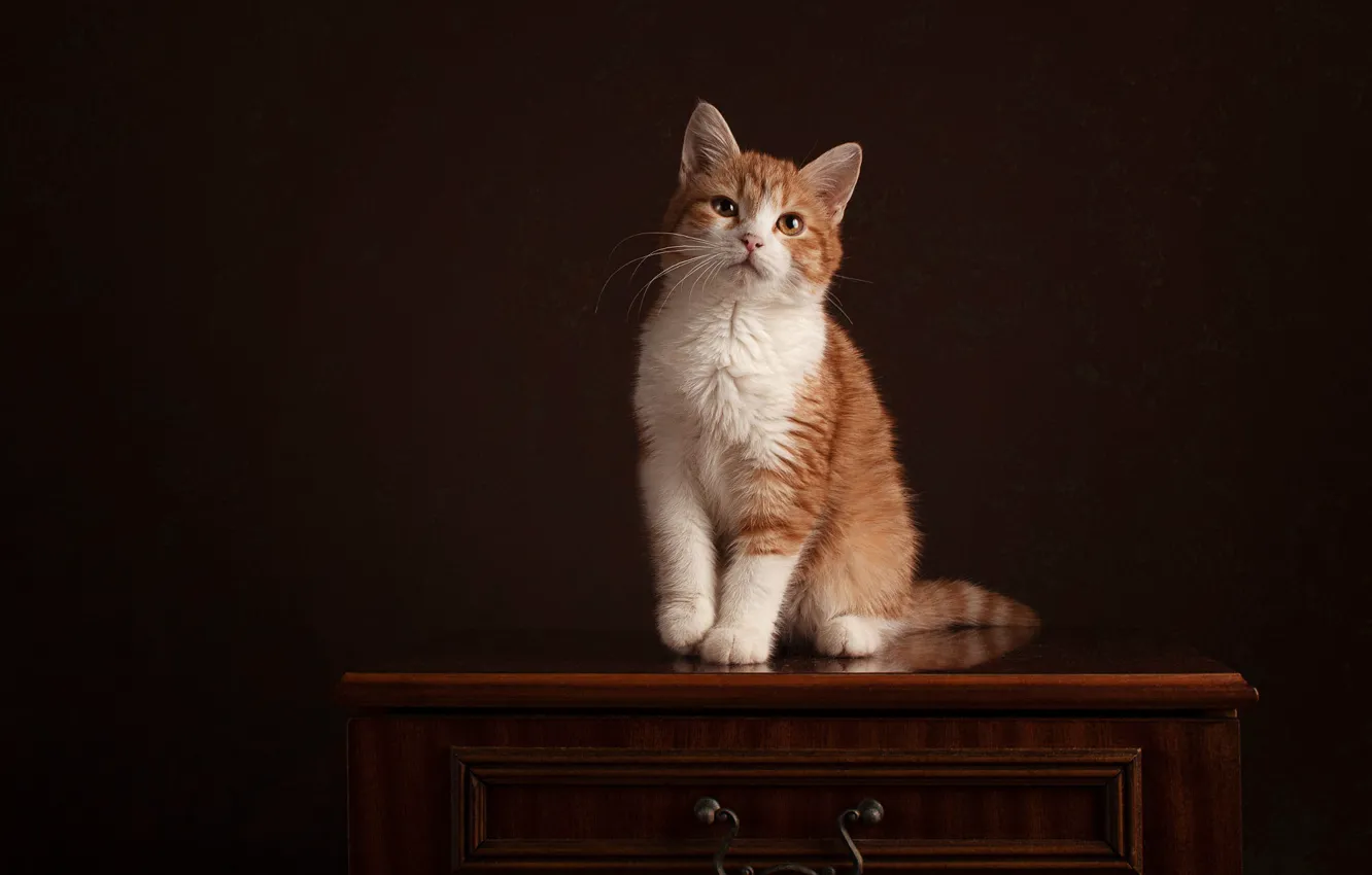 Фото обои кошка, кот, взгляд, поза, темный фон, котенок, рыжий, мордашка