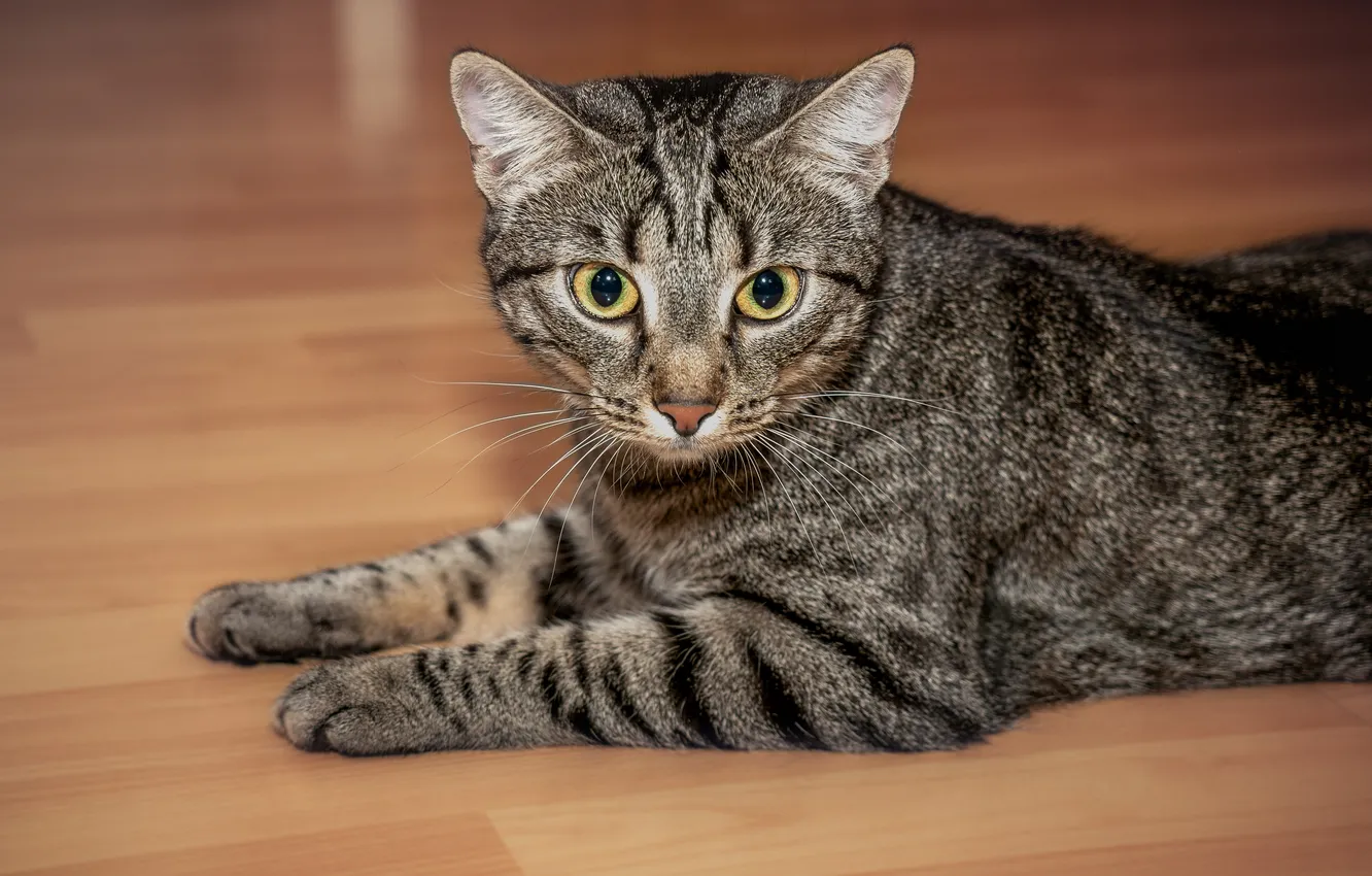 Фото обои кошка, кот, взгляд