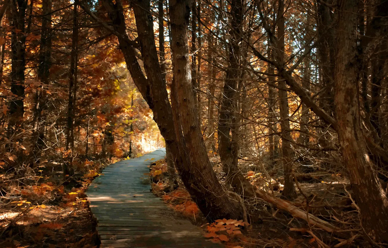 Фото обои дорога, осень, лес