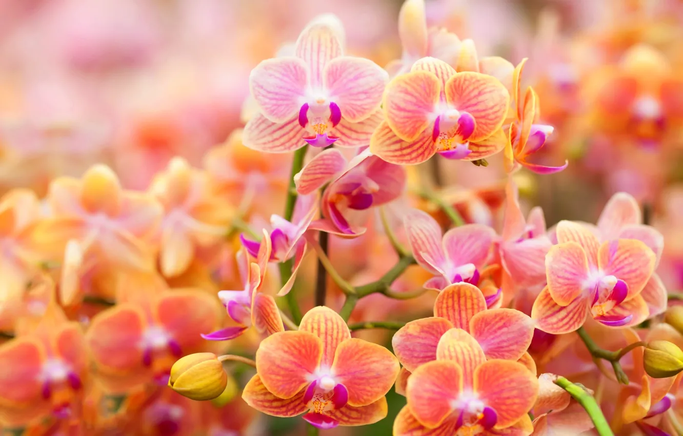 Фото обои лепестки, бутон, ярко, орхидея