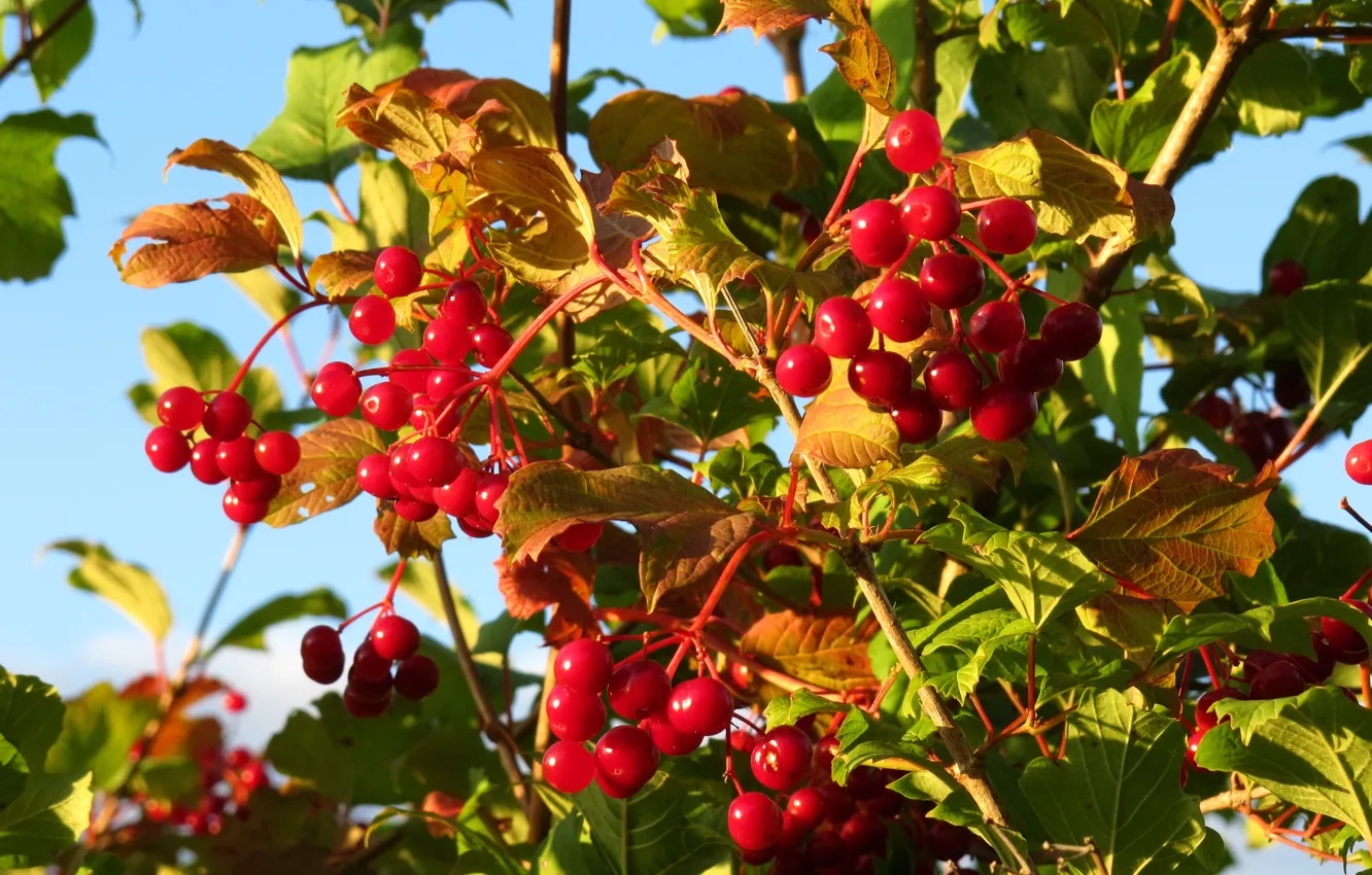 Фото обои осень, листья, ягоды, красные, калина