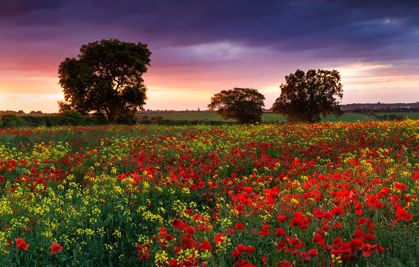 Фото обои поле, лето, цветы, Англия, маки, Природа, вечер, дервья